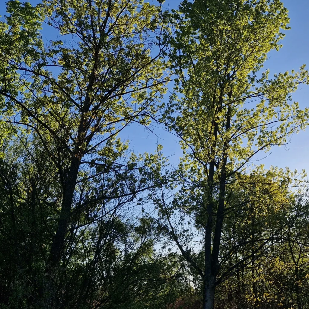 las